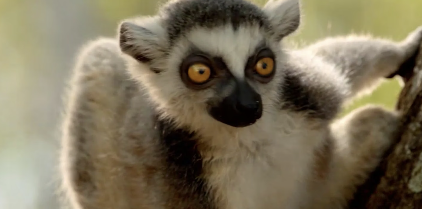 Hyundai Easy on the Eyes campaign still featuring a ring-tailed lemur